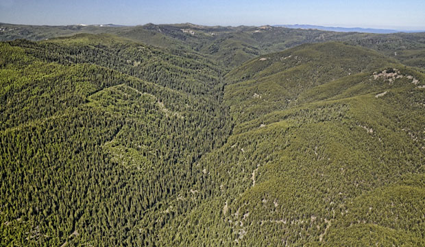 1960 Anthony fire area - North Fork Anthony 2014